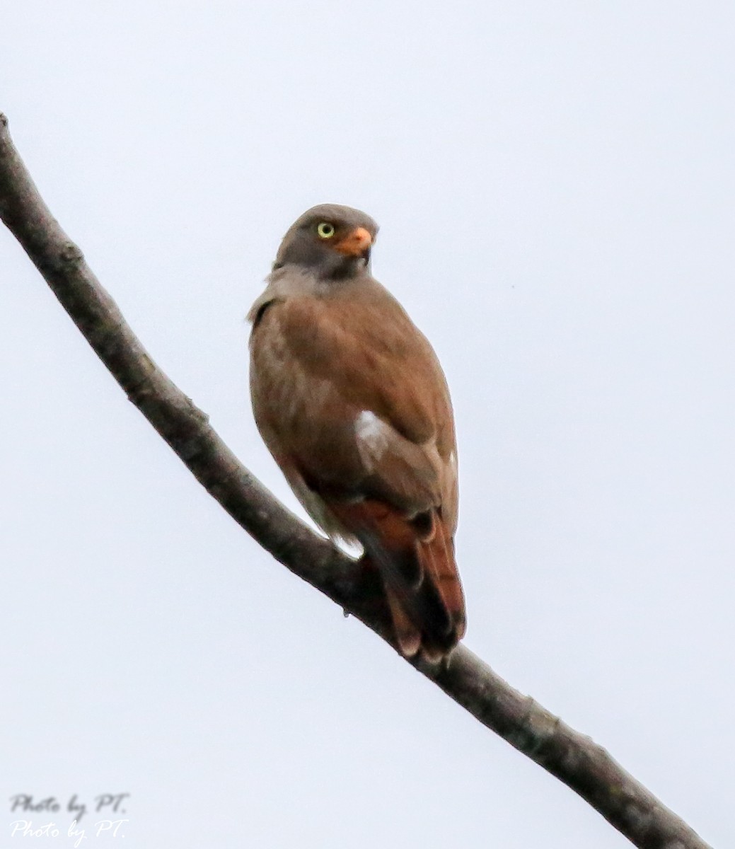 jestřábec světlebřichý - ML122437041