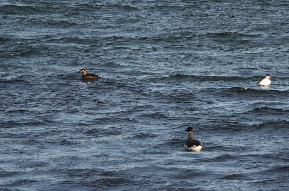 Surf Scoter - ML122437431