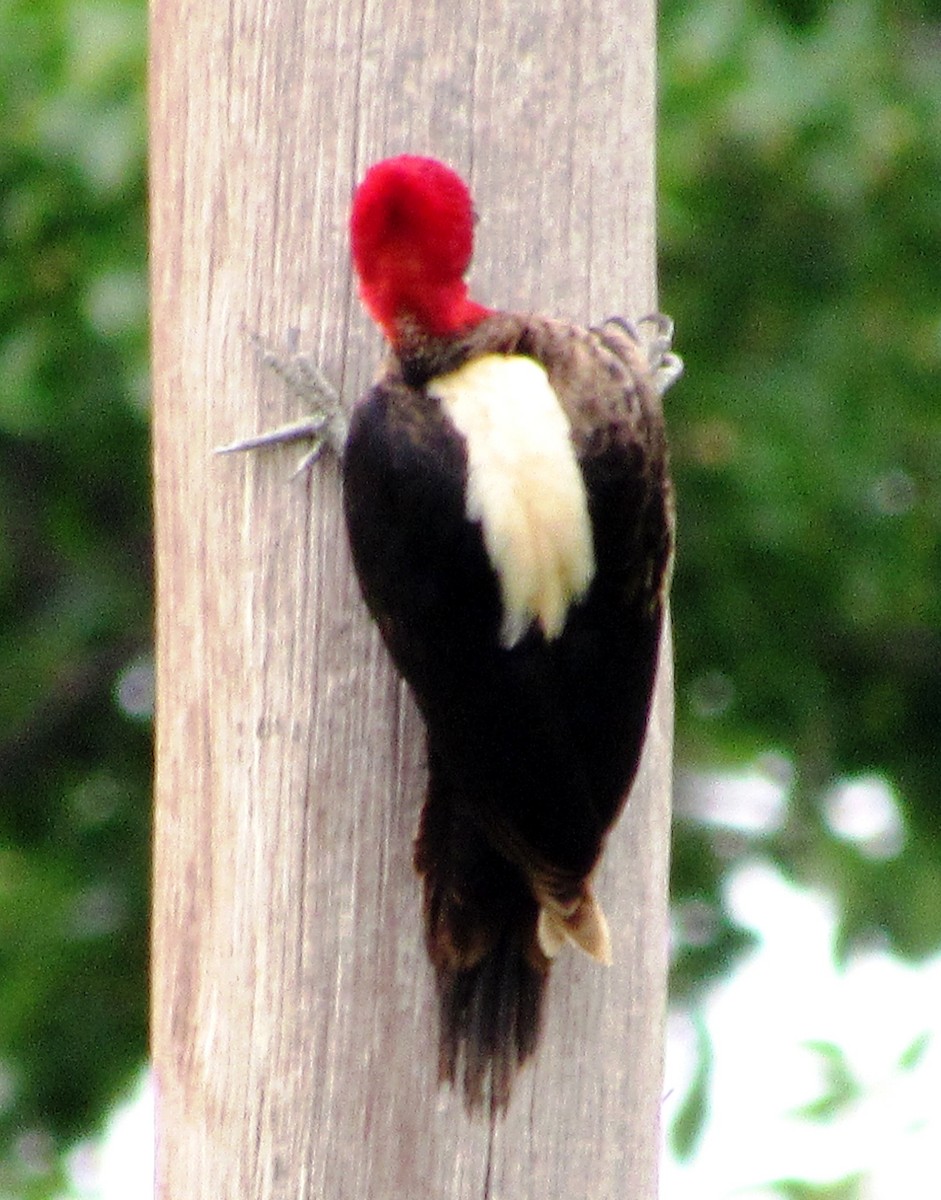 Cream-backed Woodpecker - samuel olivieri bornand