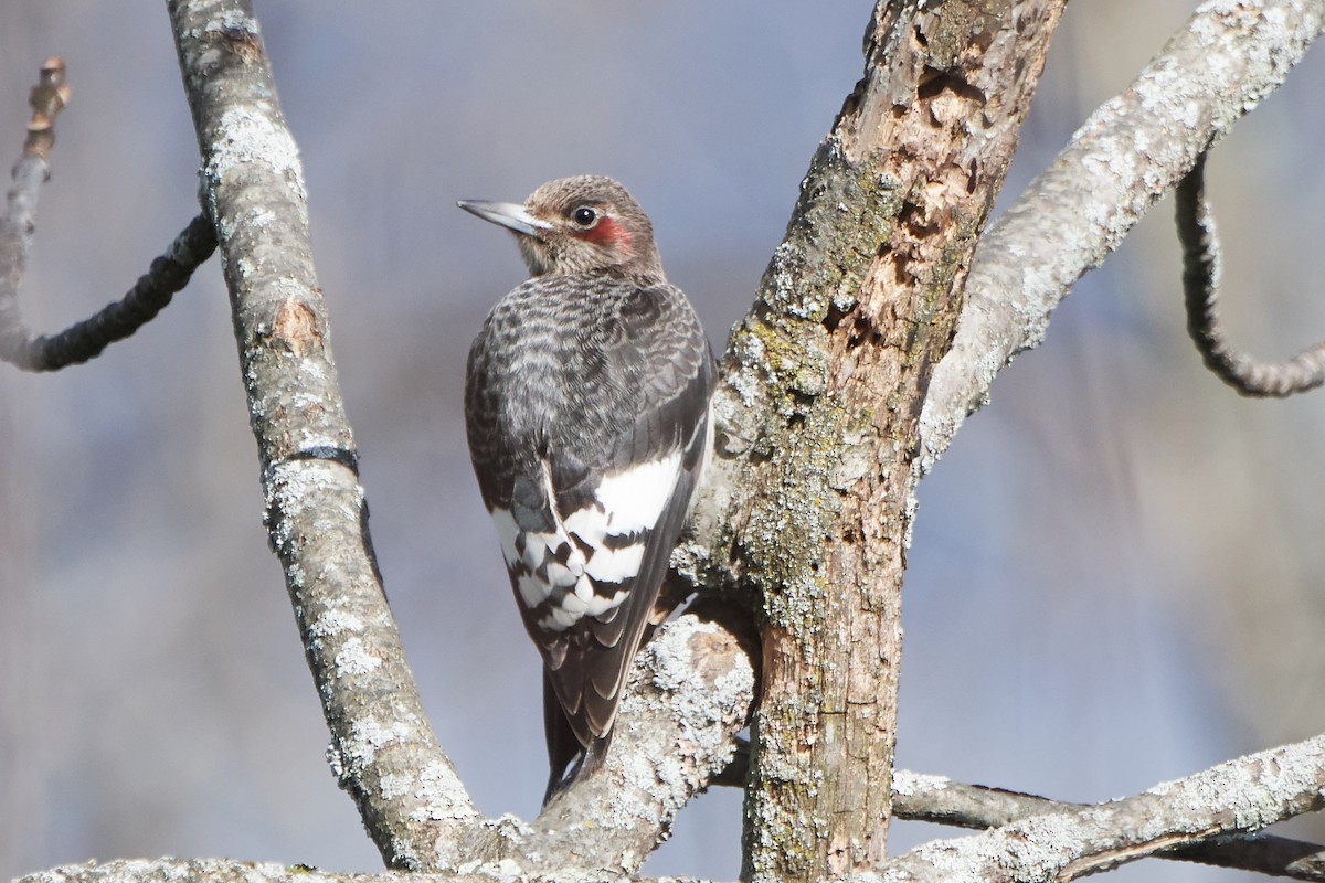 Red-headed Woodpecker - ML122437921