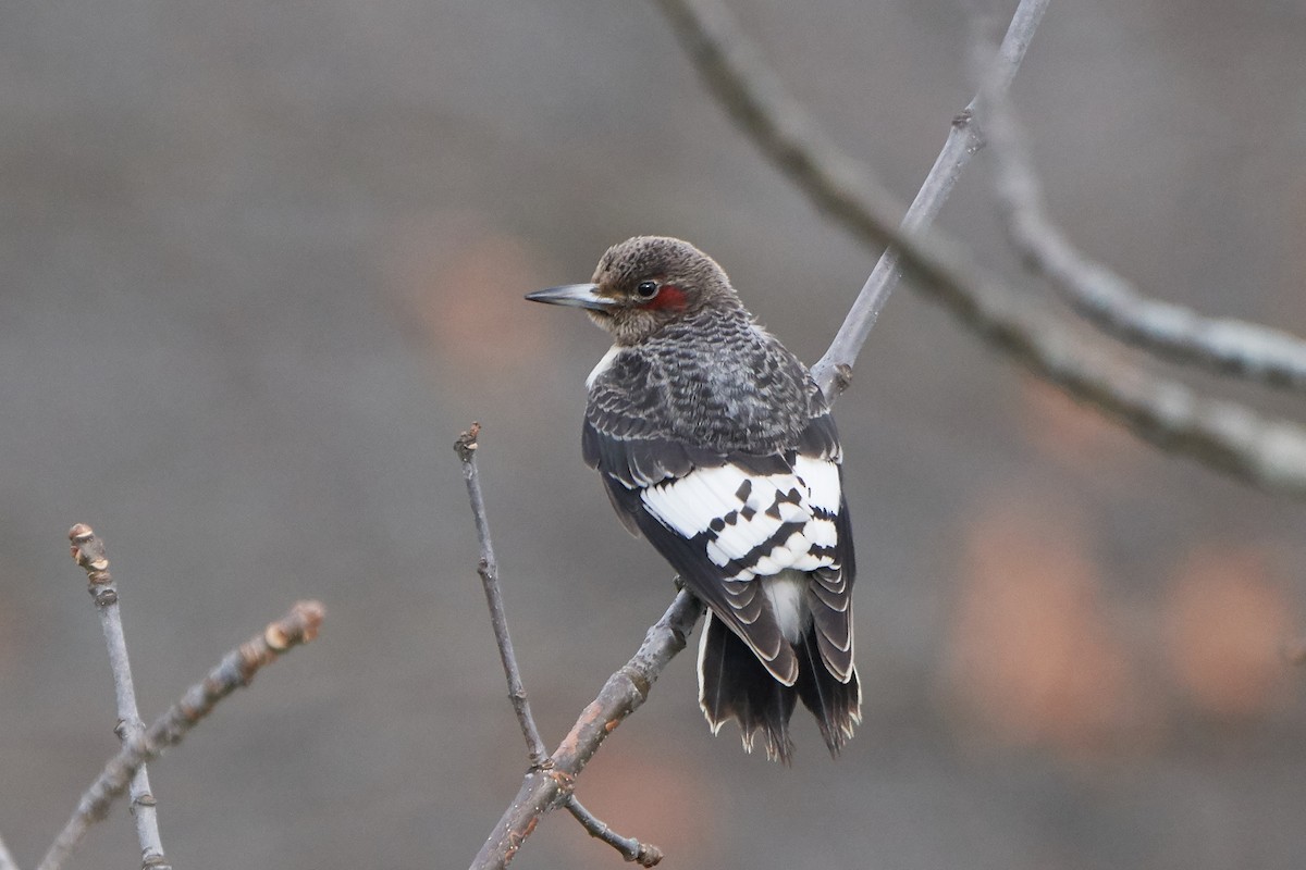 Red-headed Woodpecker - John Sutton