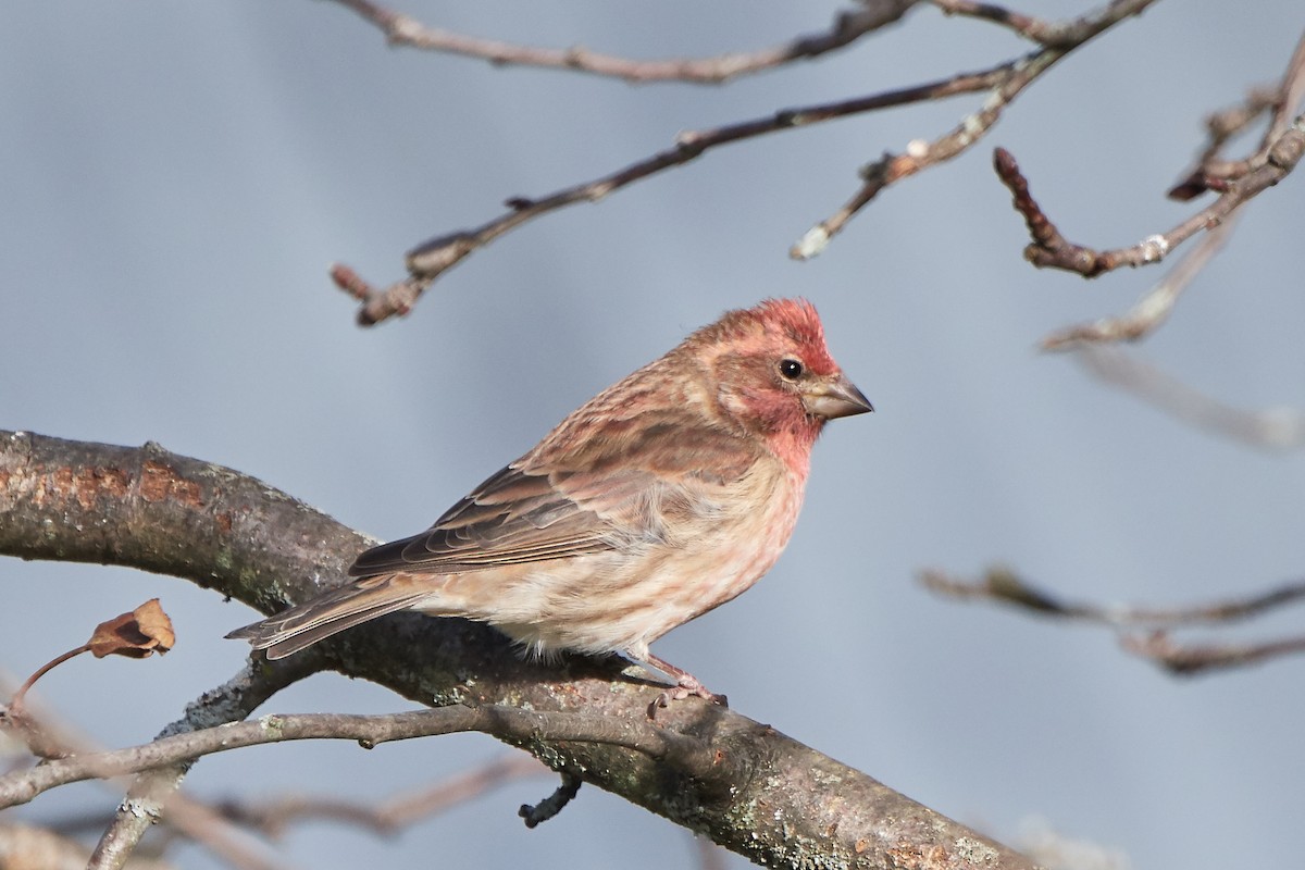 Purple Finch - John Sutton