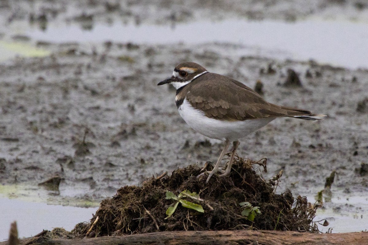 Killdeer - ML122438561