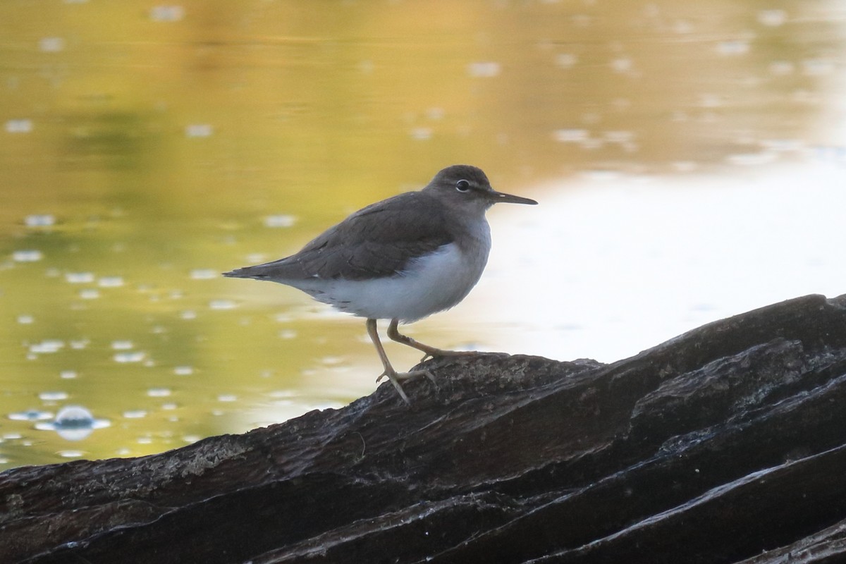 Spotted Sandpiper - Alta Tanner