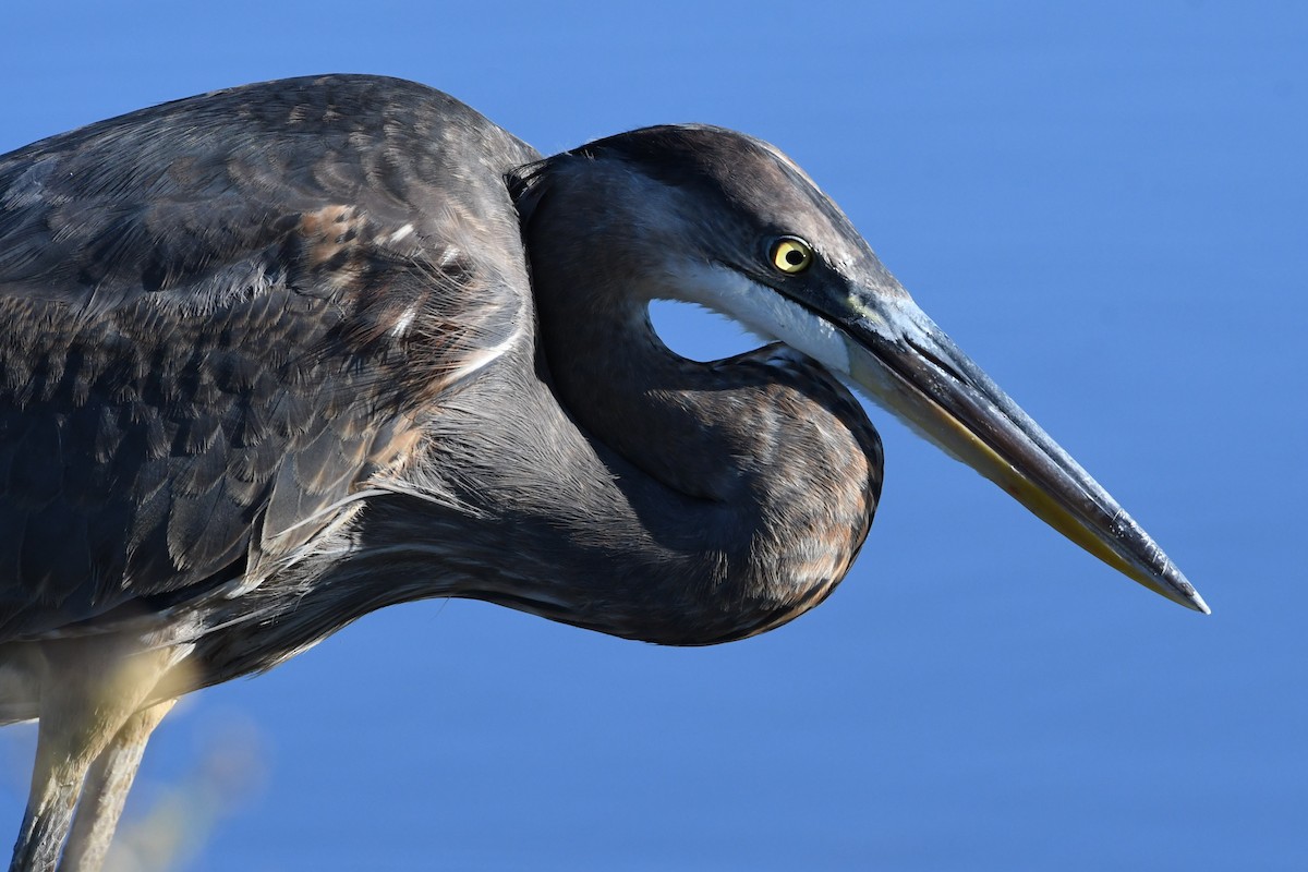 Great Blue Heron - ML122439531