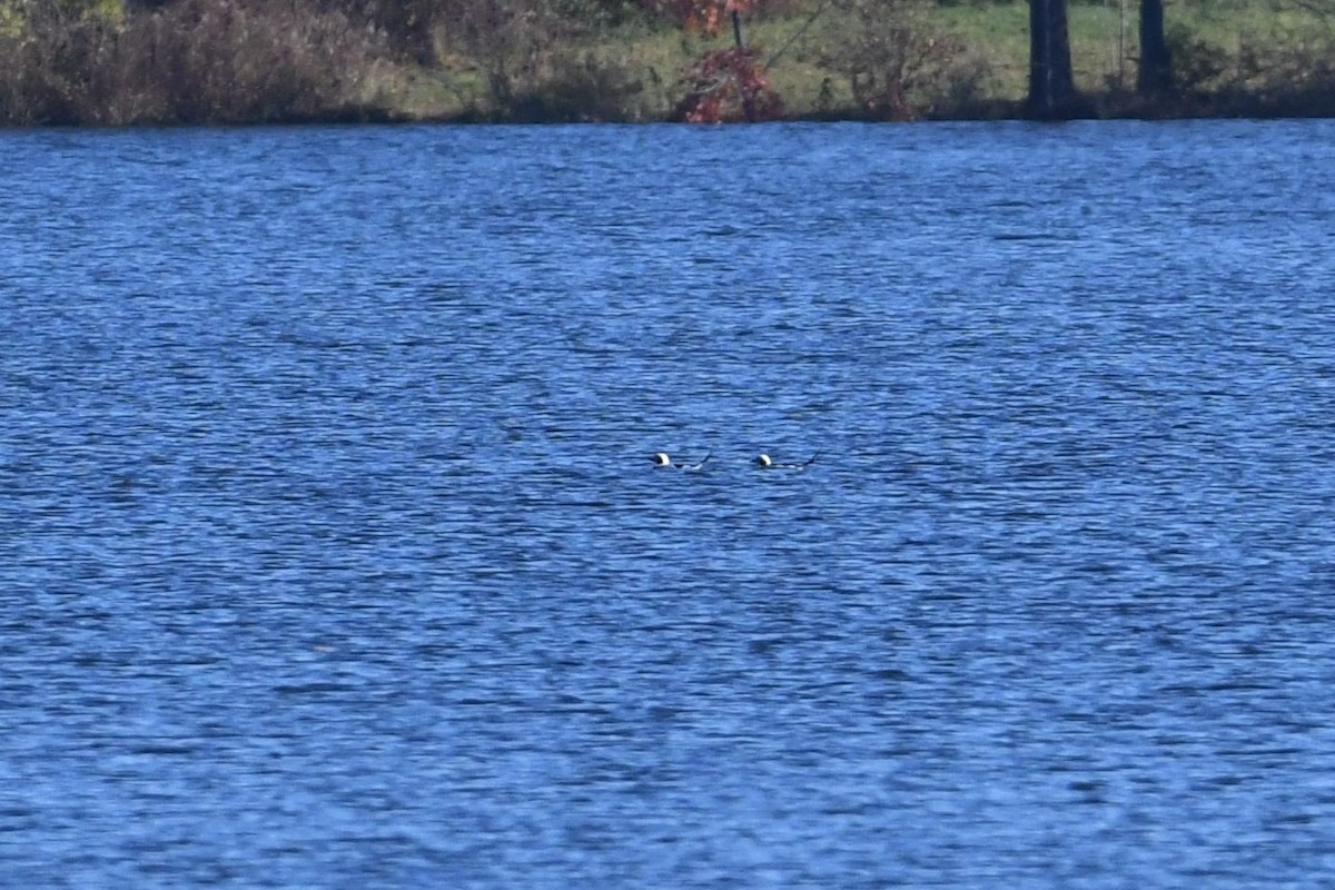 Long-tailed Duck - ML122439581