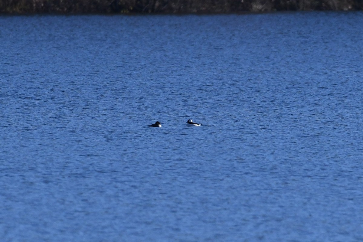 Bufflehead - ML122439691