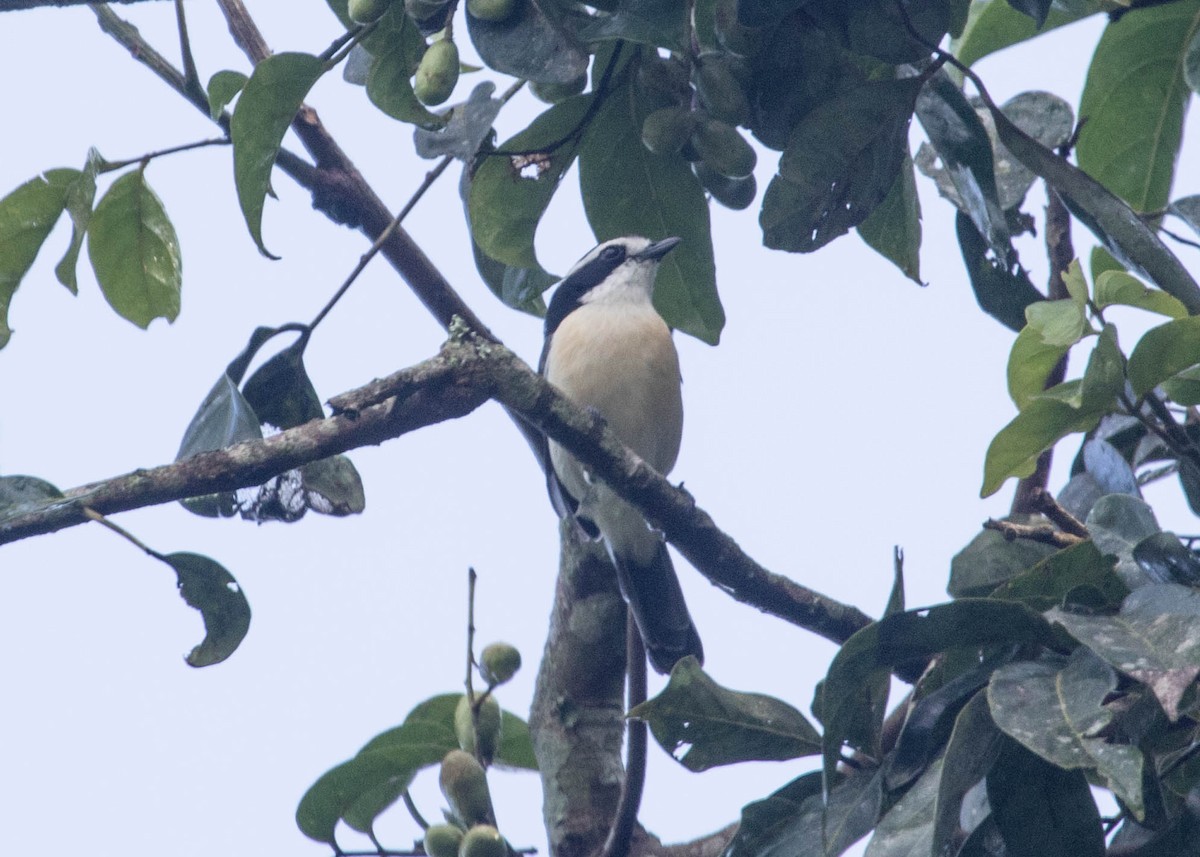 Gray-green Bushshrike - ML122443311