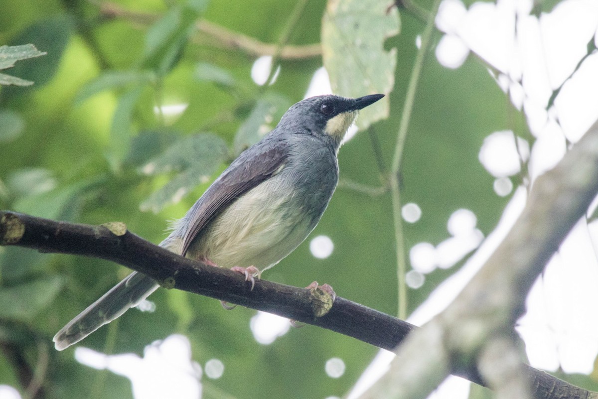 White-chinned Prinia - Michael Hooper