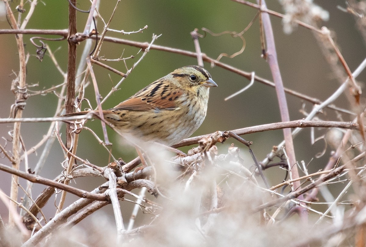 Swamp Sparrow - ML122449641