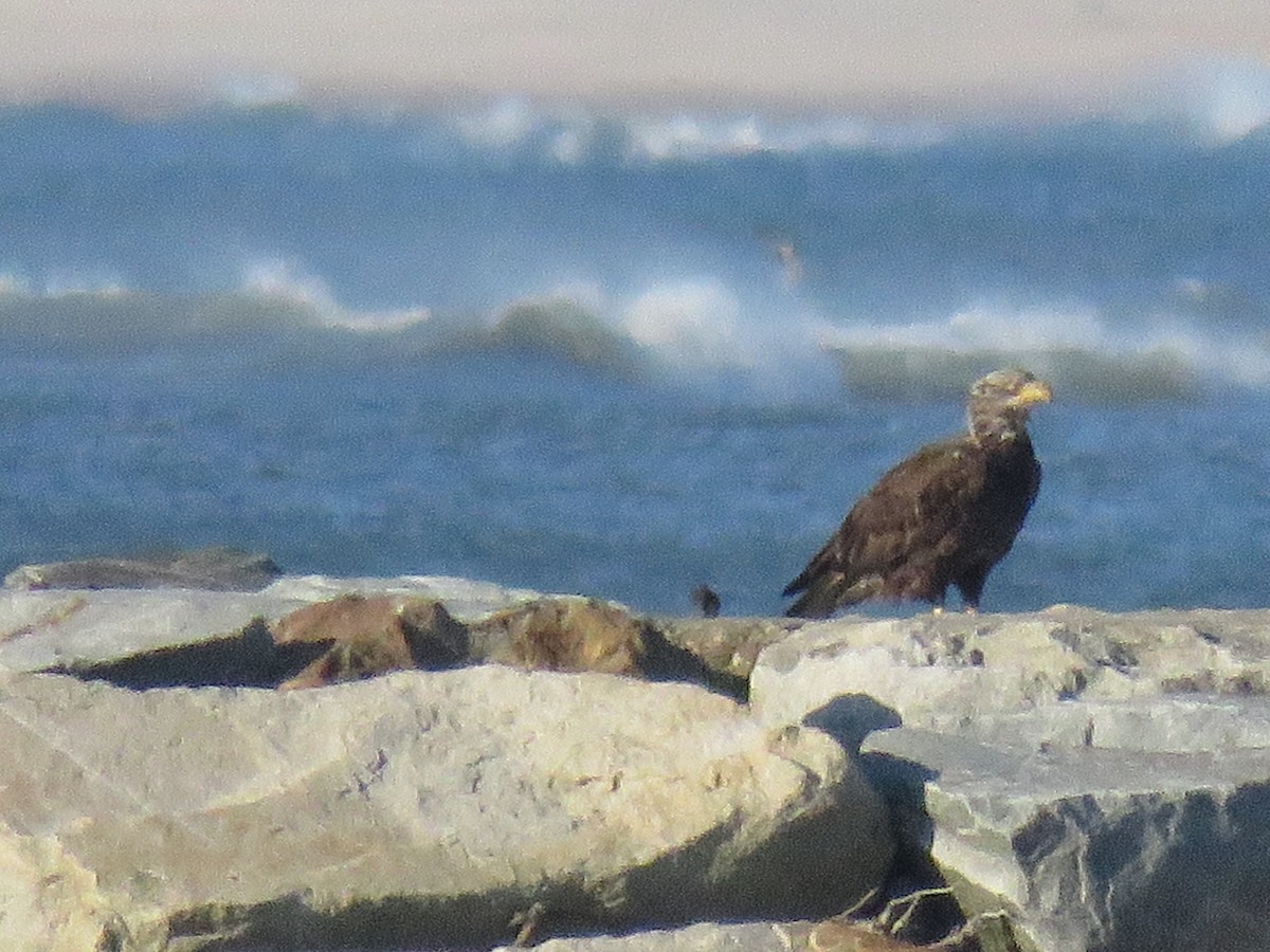 Bald Eagle - ML122450521