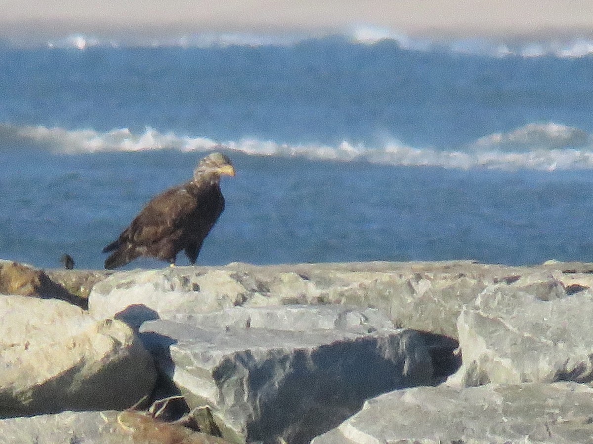 Bald Eagle - ML122450531