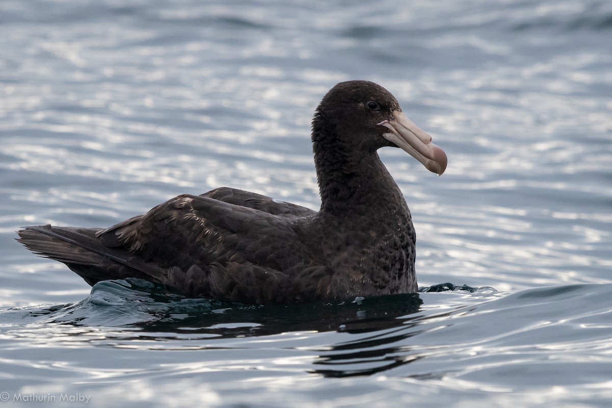 Northern Giant-Petrel - Mathurin Malby