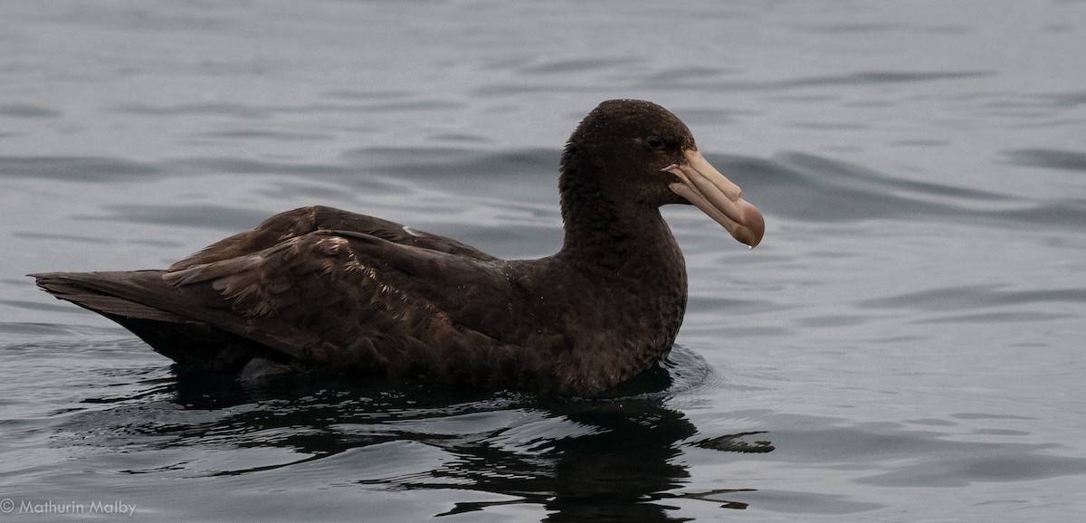 Northern Giant-Petrel - Mathurin Malby
