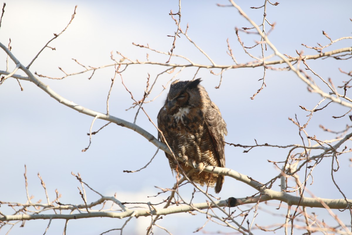 Great Horned Owl - ML122451871