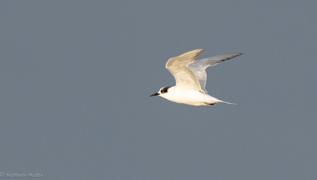 South American Tern - Mathurin Malby