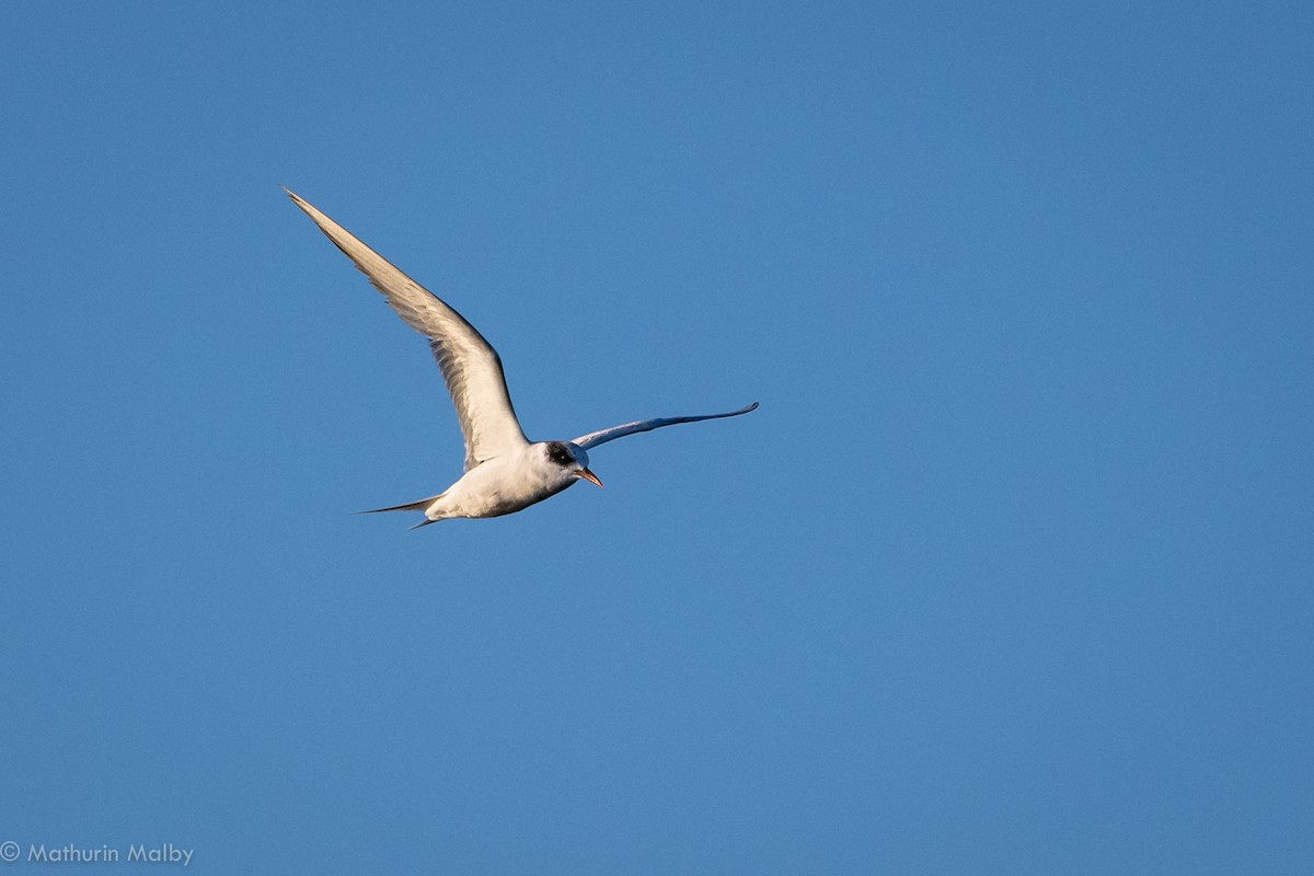 South American Tern - ML122452781