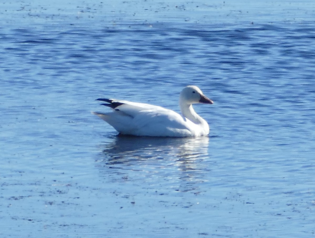 Snow Goose - ML122453131