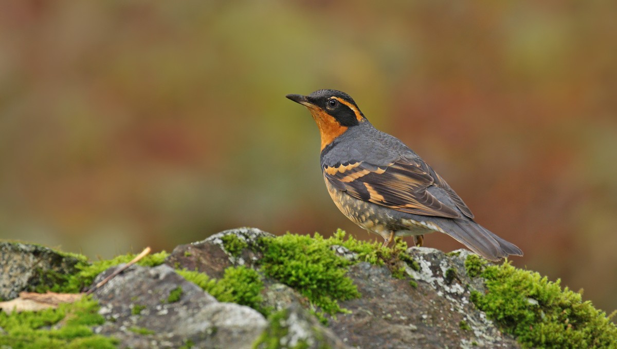 Varied Thrush - Ryan Schain