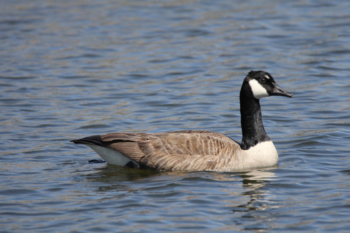 Canada Goose - Ed Vigezzi