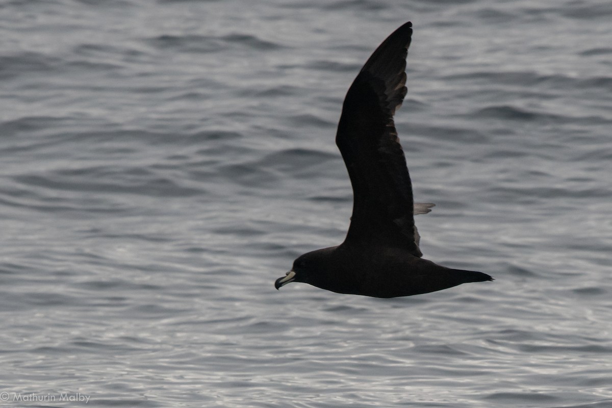 Westland Petrel - Mathurin Malby