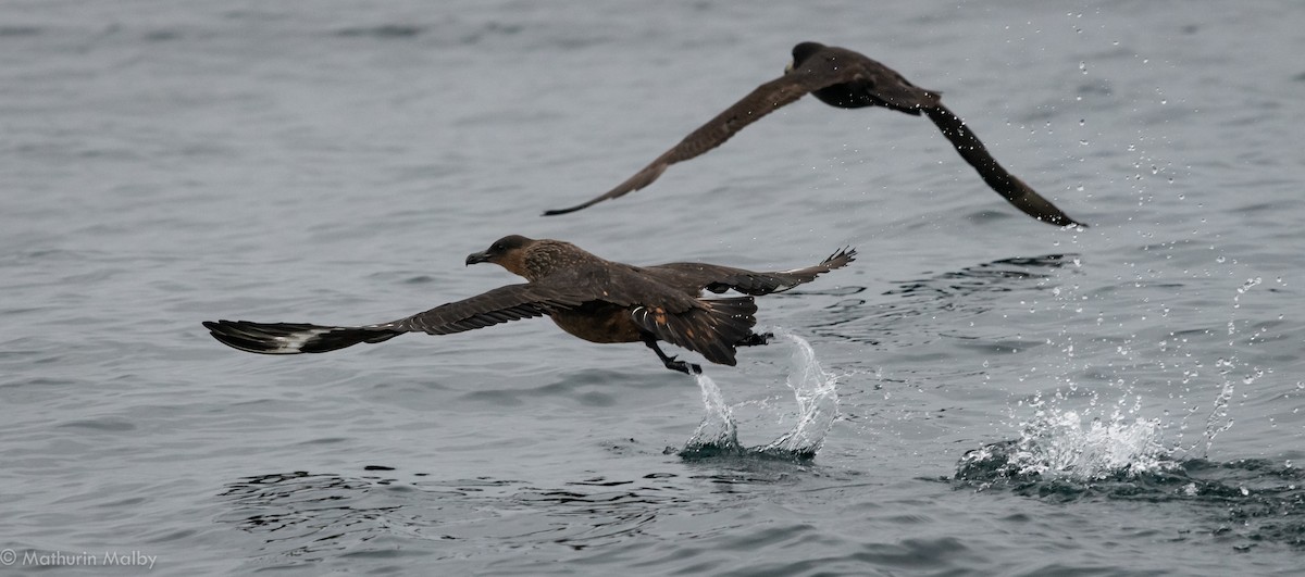 Chilean Skua - Mathurin Malby