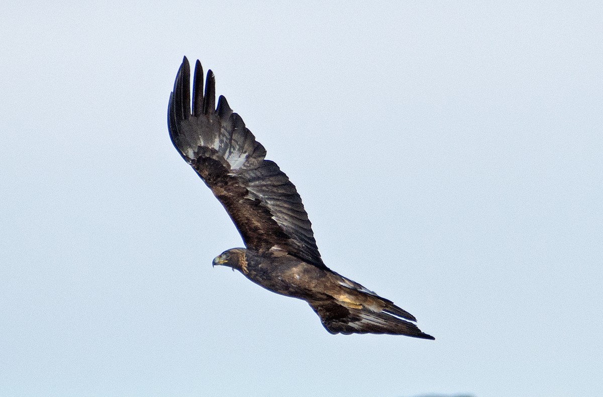 Golden Eagle - ML122457531