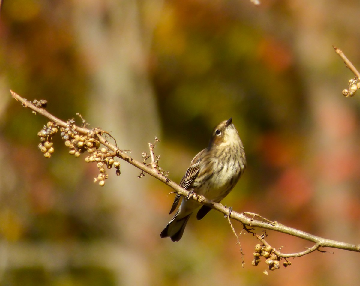 Yellow-rumped Warbler - ML122458791
