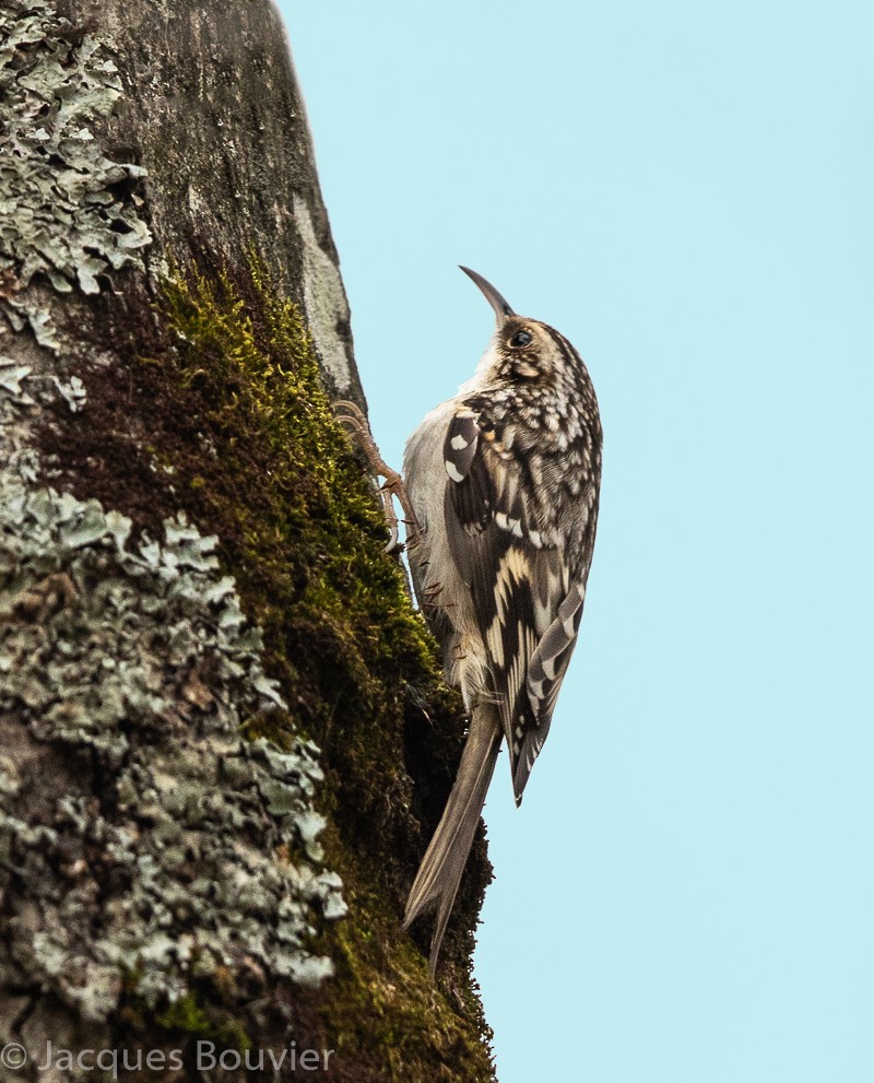 Brown Creeper - Jacques Bouvier