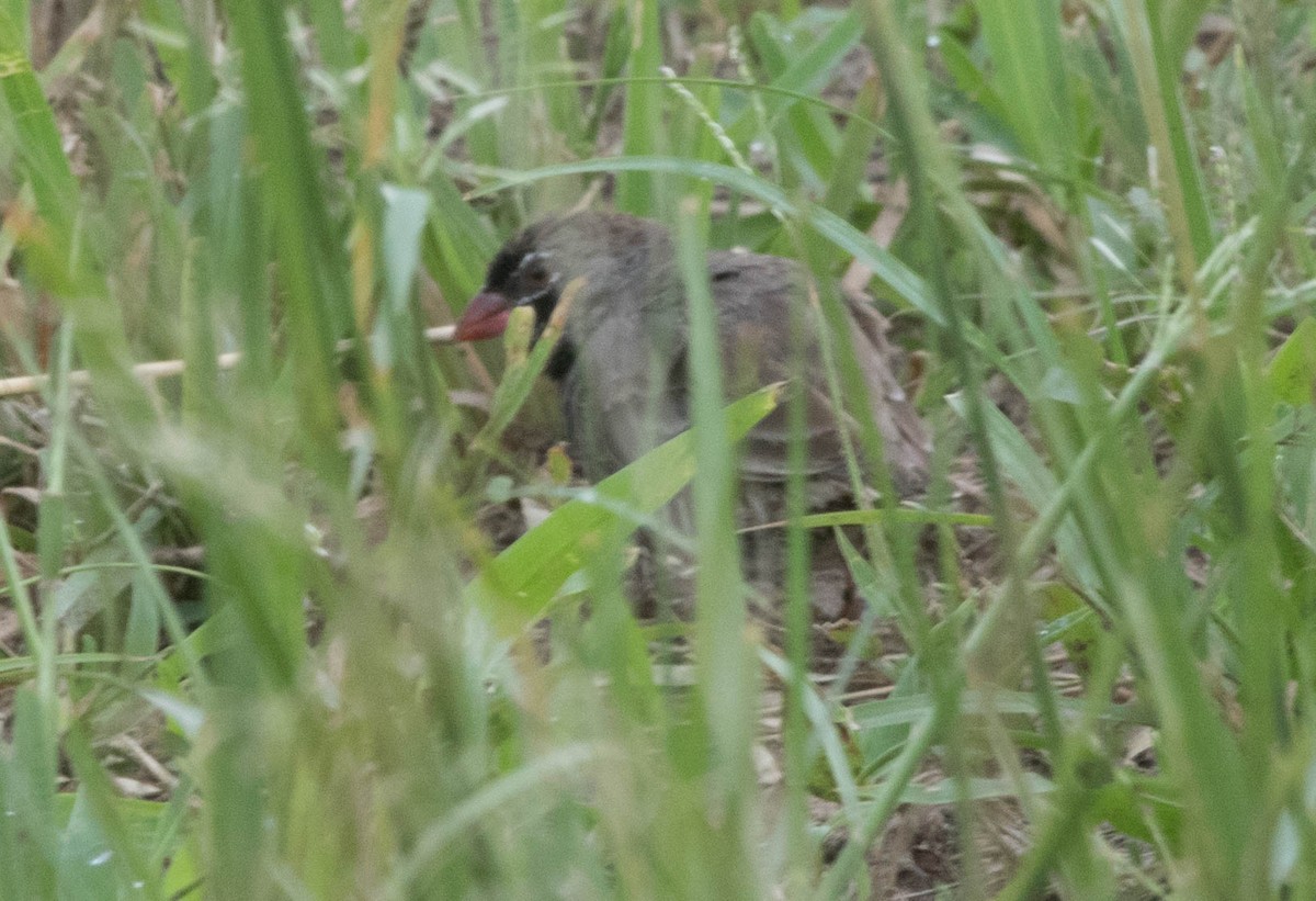 Quailfinch (Black-chinned) - ML122460701