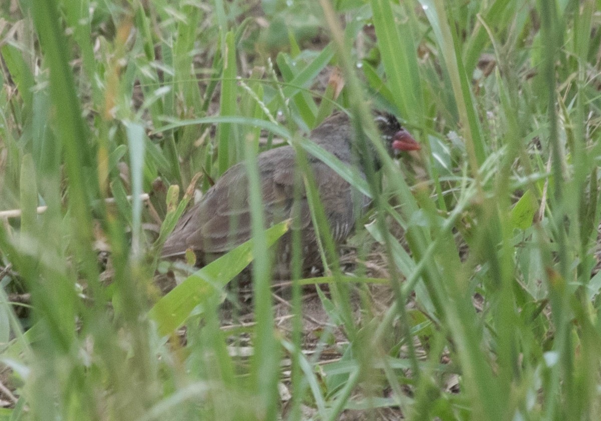 Estrilda Codorniz (de pico rojo) - ML122460761