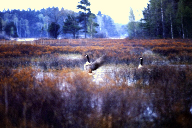 Canada Goose - ML122462981