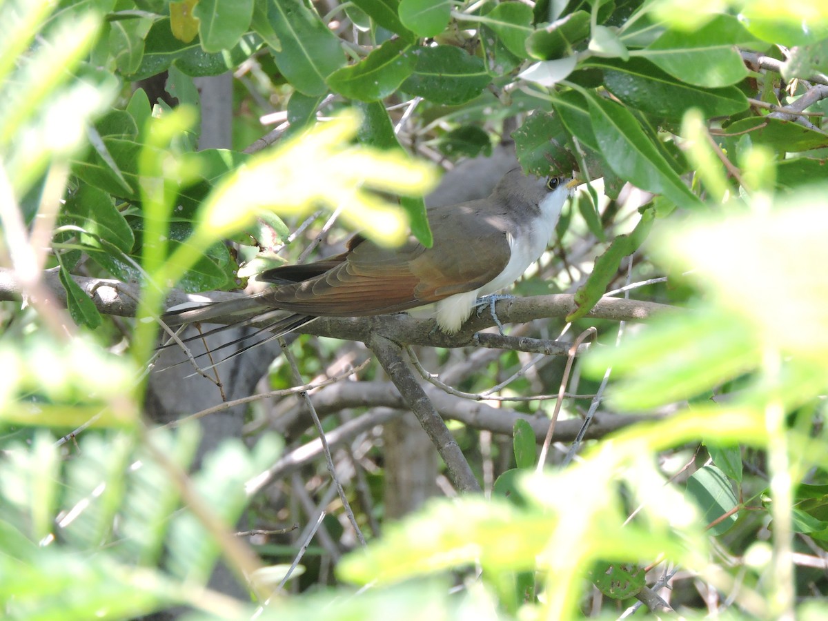 Yellow-billed Cuckoo - Jose Martin Vallecillo Mendez