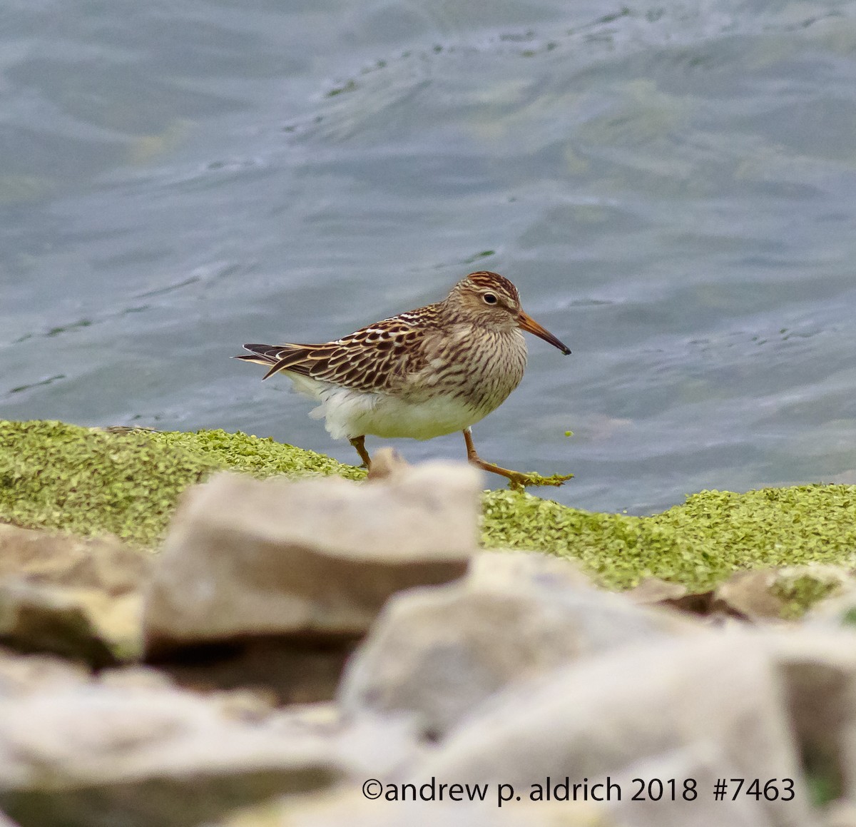 Pectoral Sandpiper - andrew aldrich