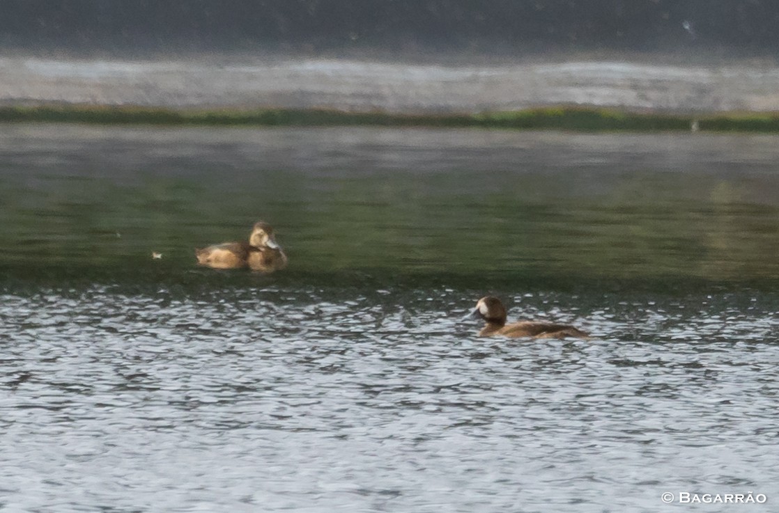 Greater Scaup - Renato Bagarrão