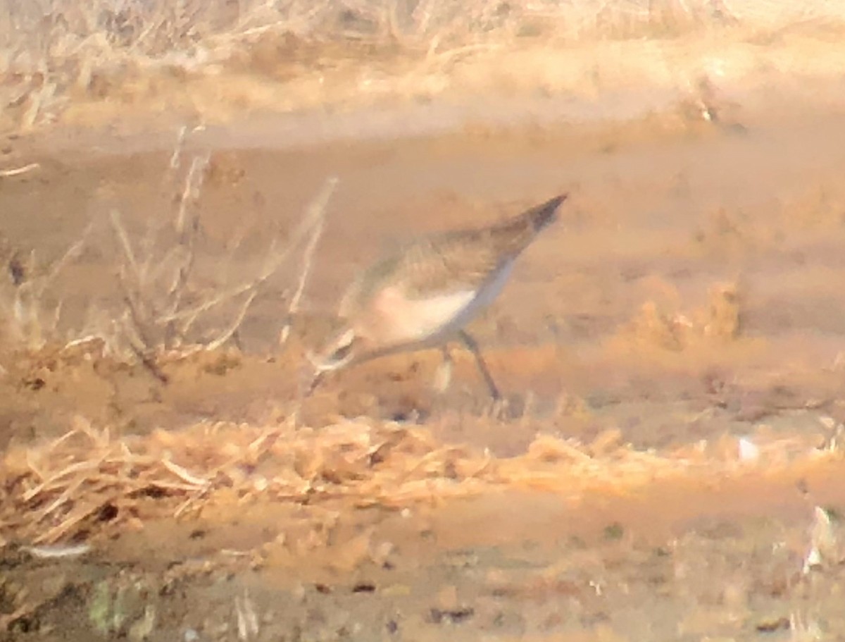 American Golden-Plover - Matthew Dodder