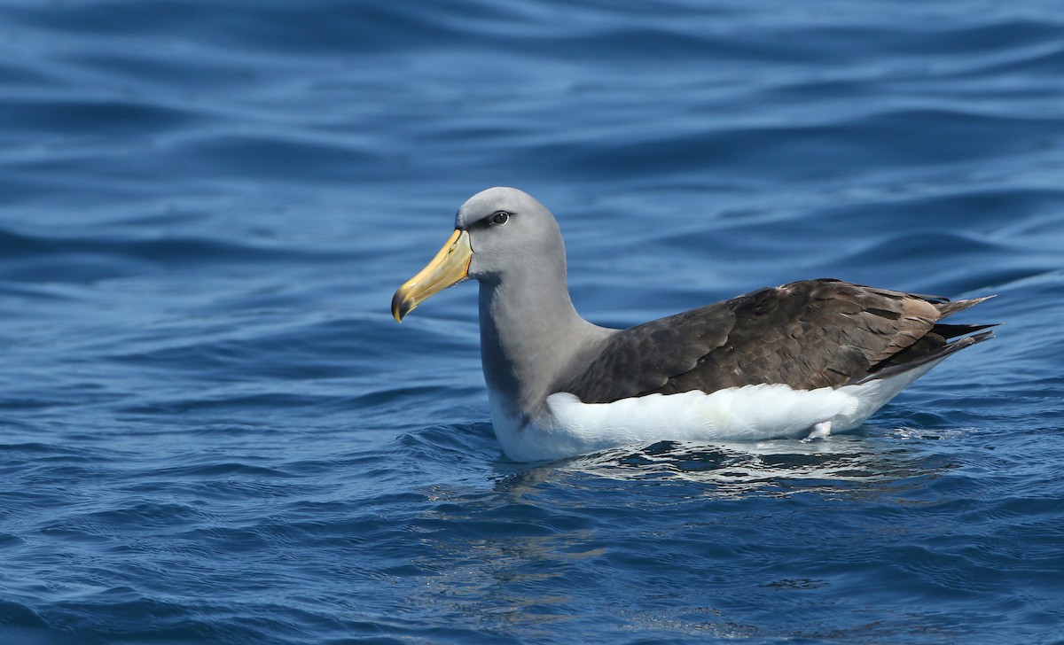 Chatham Albatross - ML122471801