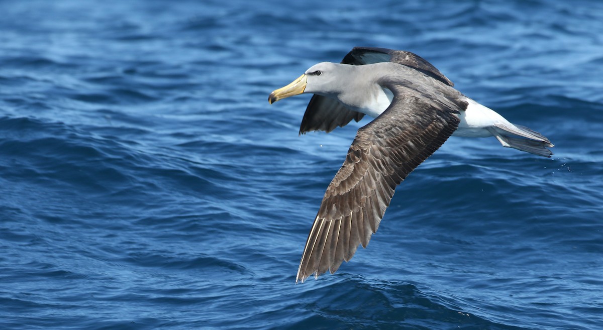 Chatham Albatross - ML122471851