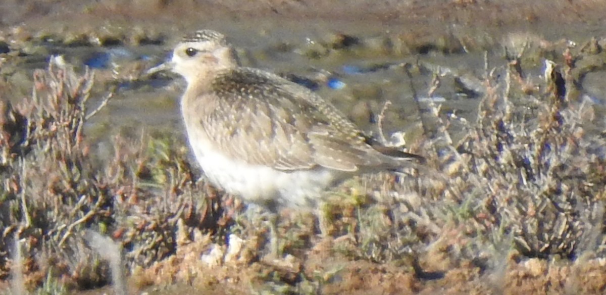 American Golden-Plover - ML122475581