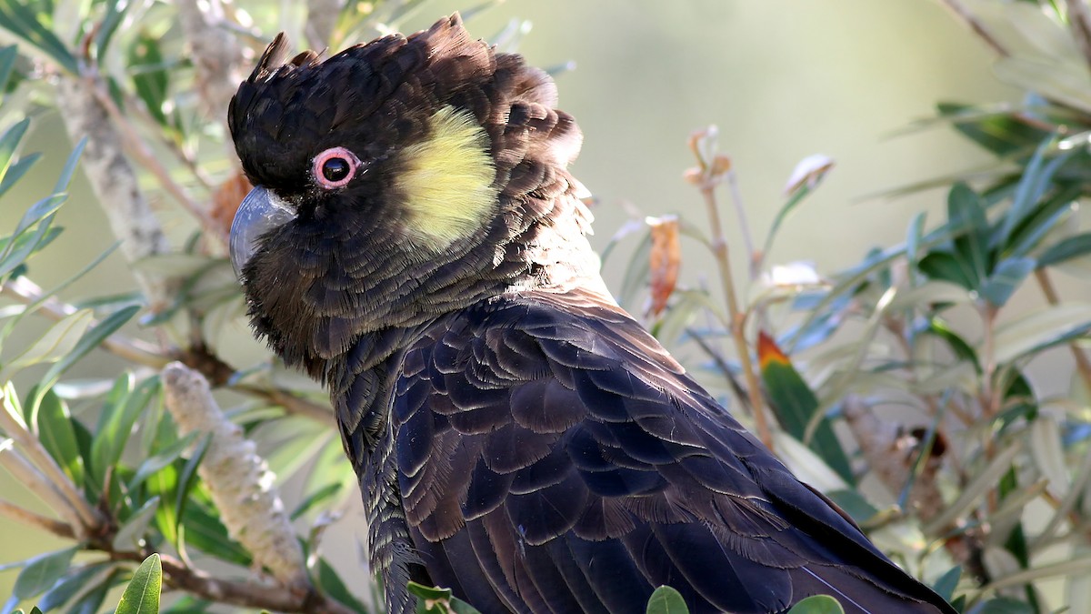 Yellow-tailed Black-Cockatoo - ML122475881