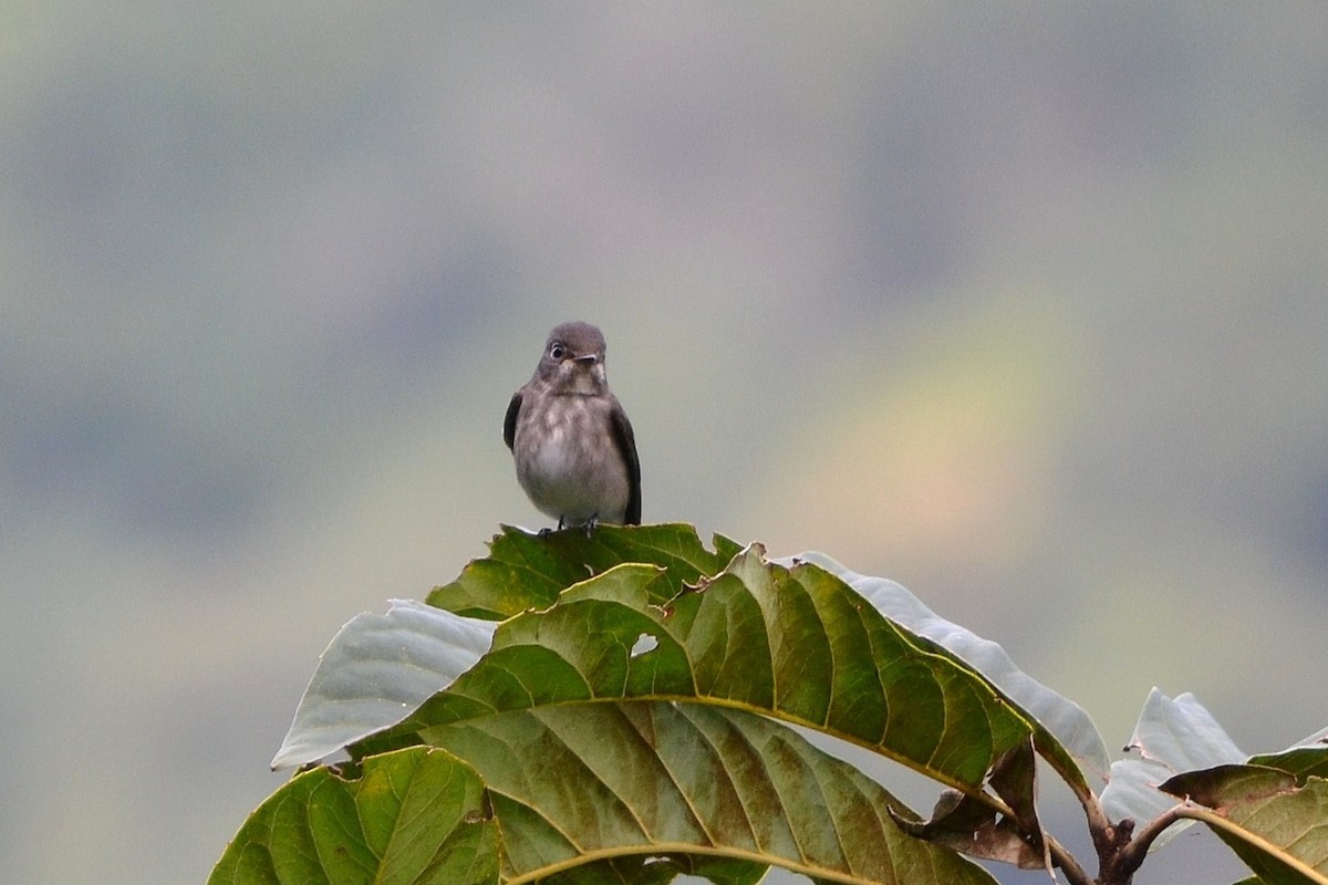 Dark-sided Flycatcher - ML122476931