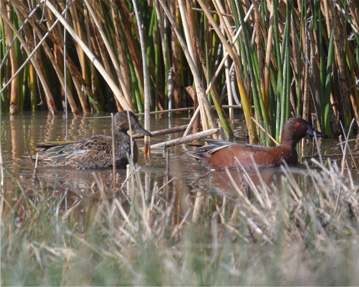 Cinnamon Teal - Tom & Jenny Jackman