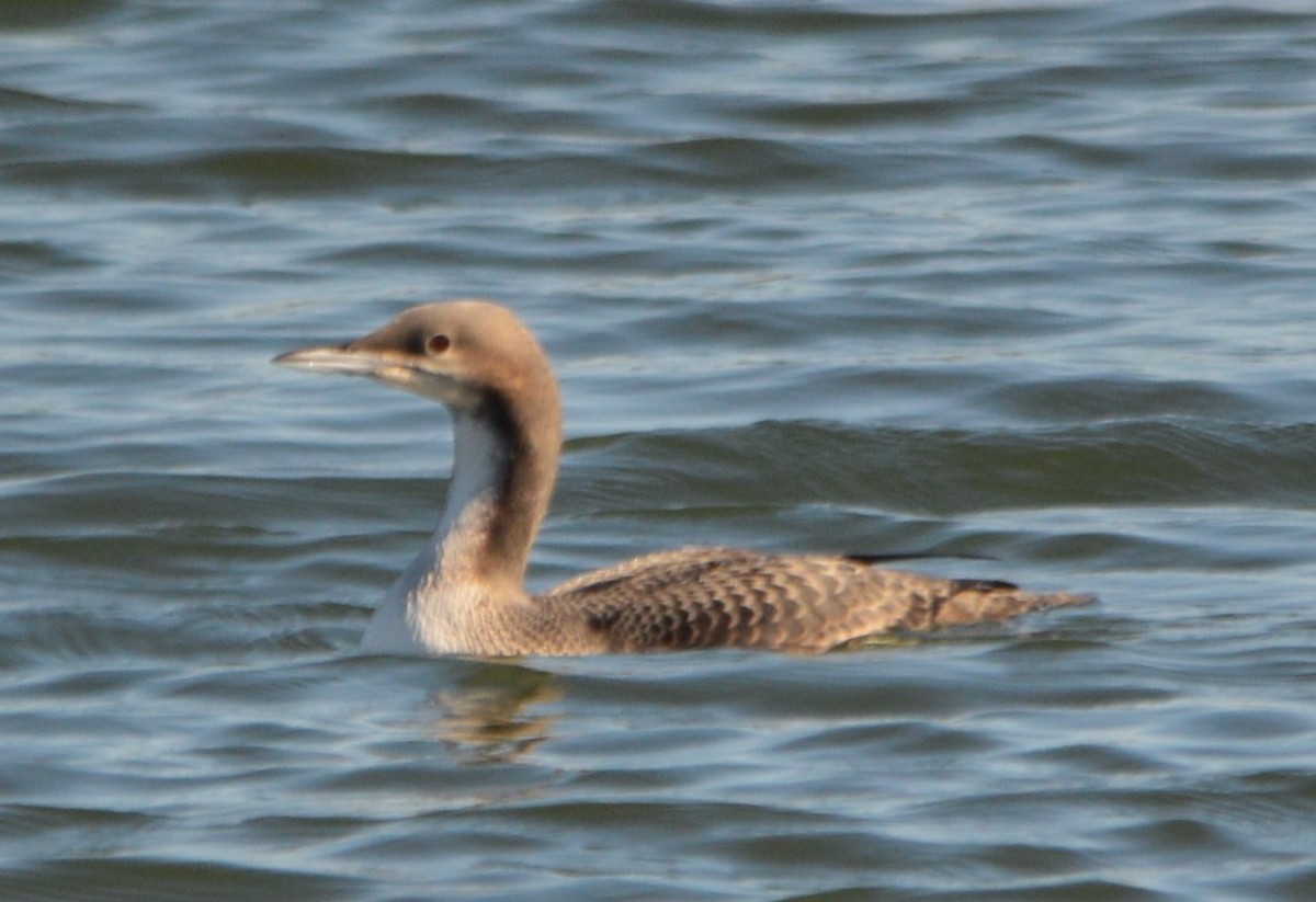 Pacific Loon - ML122480171