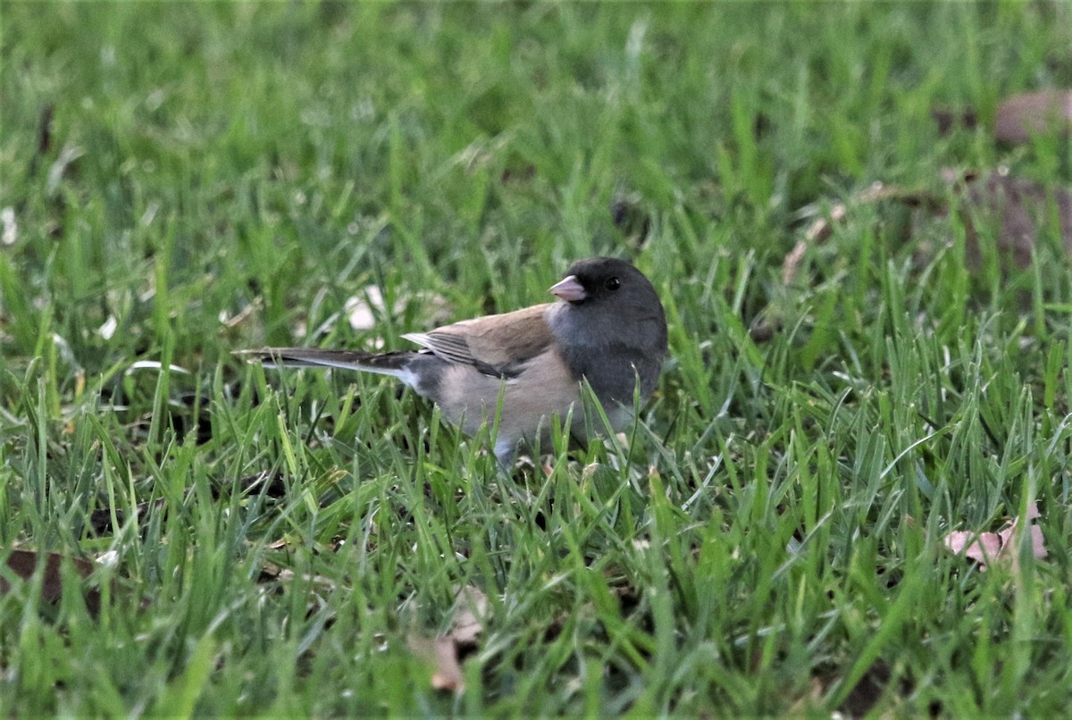 Junco Ojioscuro - ML122481121