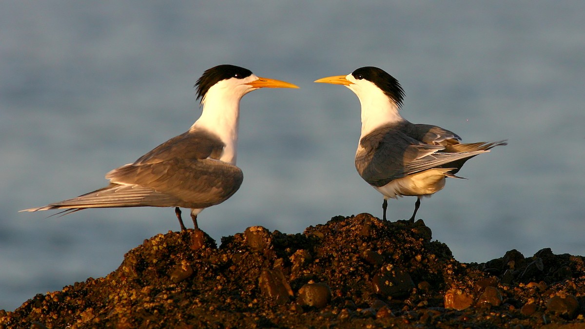Great Crested Tern - ML122481131