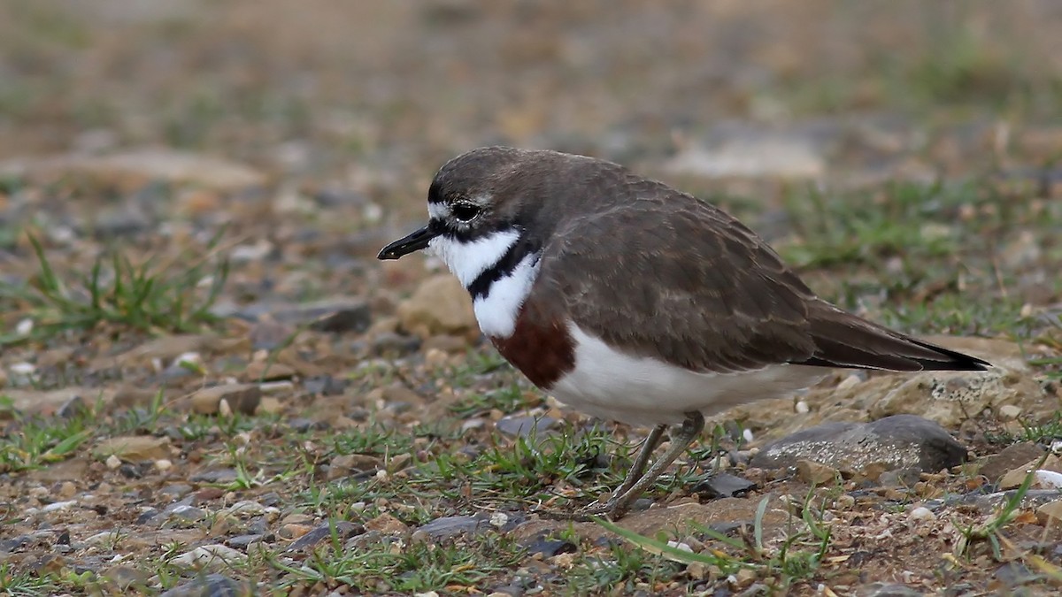 Double-banded Plover - ML122481851