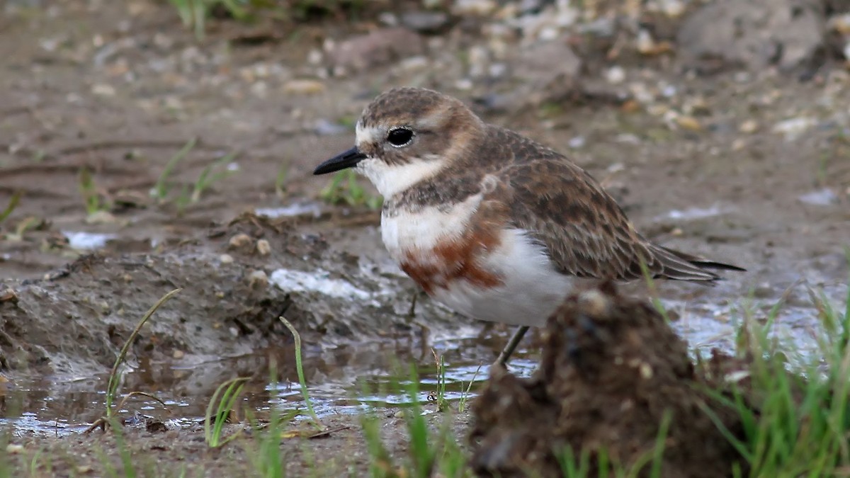 Double-banded Plover - ML122481861