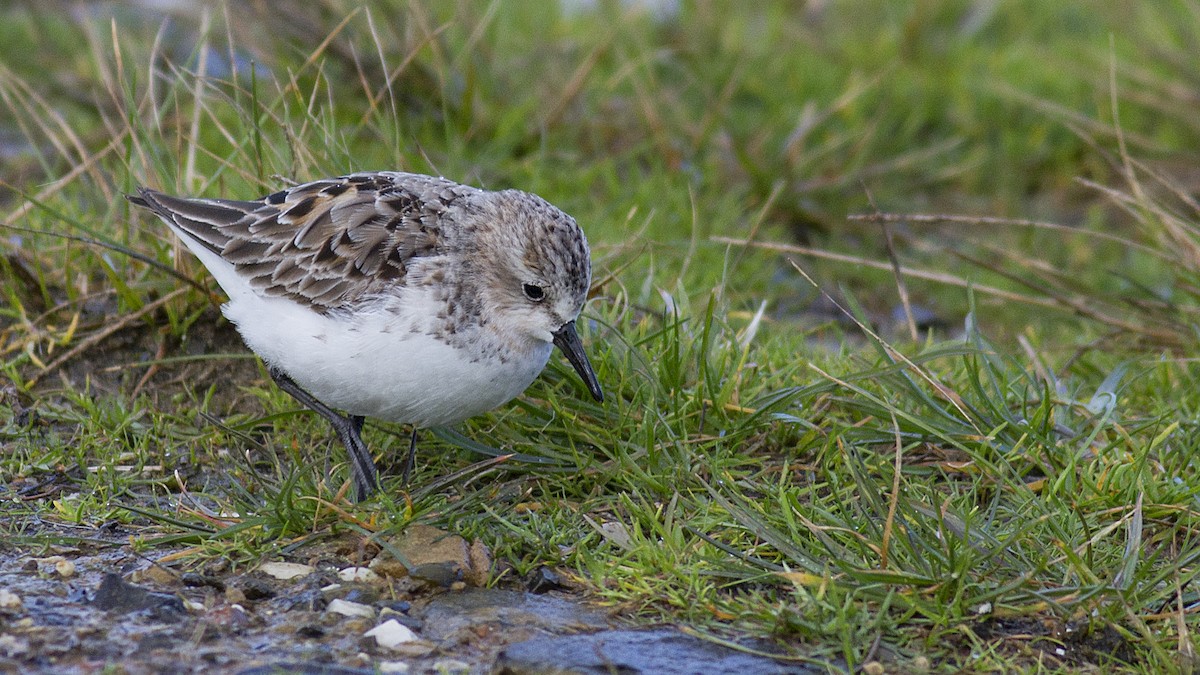 Red-necked Stint - ML122483771