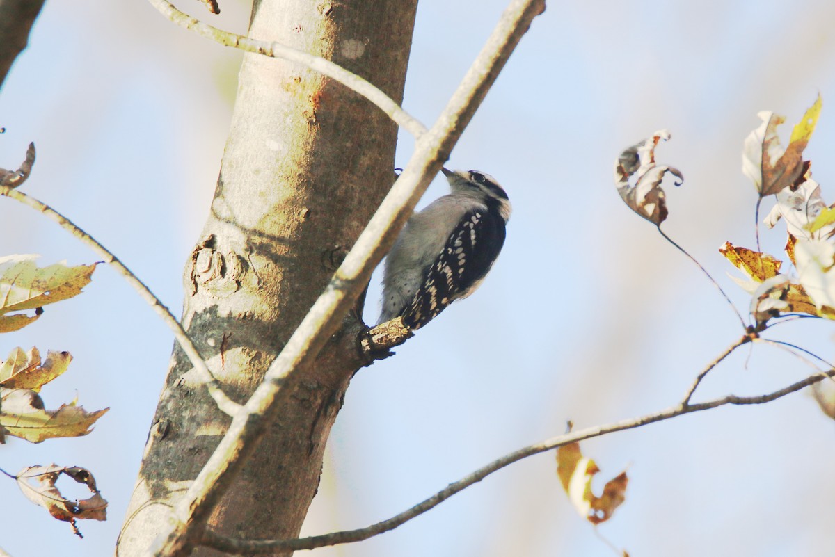 Downy Woodpecker - ML122483791