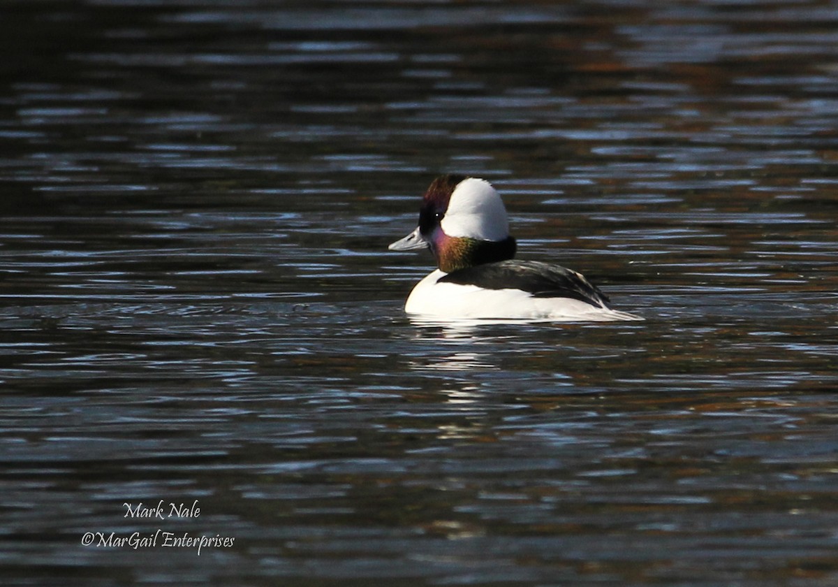 Bufflehead - ML122485341
